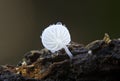 Hemimycena tortuosa, commonly known as the dewdrop bonnet, is a species of basidiomycete fungus of the family Mycenaceae, Royalty Free Stock Photo