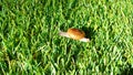 Hemiplecta Walking on the artificial turf at the yard Royalty Free Stock Photo