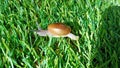 Hemiplecta I was on the grass in front of my house. Royalty Free Stock Photo