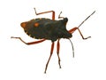 Hemiptera bug