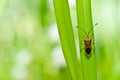 Hemiptera in green nature Royalty Free Stock Photo