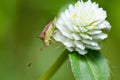 Hemiptera in green nature Royalty Free Stock Photo