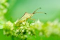 Hemiptera in green nature Royalty Free Stock Photo
