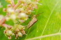 Hemiptera in green nature Royalty Free Stock Photo