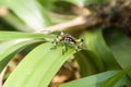 Colorful hemiptera tropical rainforest insect