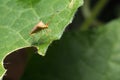 hemiptera Nezara Viridula Heteroptera pentatomidae palomera prasina on a leaf. Royalty Free Stock Photo