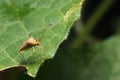 hemiptera Nezara Viridula Heteroptera pentatomidae palomera prasina on a leaf. Royalty Free Stock Photo