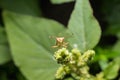 hemiptera Nezara Viridula Heteroptera pentatomidae palomera prasina on a leaf. Royalty Free Stock Photo