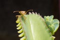 hemiptera Nezara Viridula Heteroptera pentatomidae palomera prasina on a leaf. Royalty Free Stock Photo