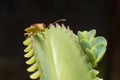 hemiptera Nezara Viridula Heteroptera pentatomidae palomera prasina on a leaf. Royalty Free Stock Photo