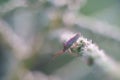 Hemiptera plant bug , small insect life perching on green leaf Royalty Free Stock Photo