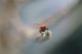 Hemiptera plant bug , small insect life perching on green leaf Royalty Free Stock Photo