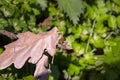 Hemiptera,scentless plant bugs Royalty Free Stock Photo