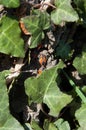 Hemiptera,scentless plant bugs Royalty Free Stock Photo