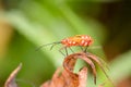 Hemiptera or True bugs Royalty Free Stock Photo