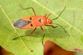 Hemiptera or True bugs Royalty Free Stock Photo