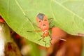 Hemiptera or True bugs Royalty Free Stock Photo