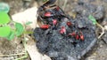 Hemipteran mother and her offspring