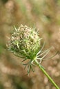 Hemlock before blossom