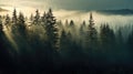 hemlock coniferous forest taiga