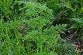 Hemlock - Conium maculatum, Norfolk, England, UK