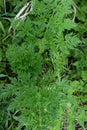 Hemlock - Conium maculatum, Norfolk, England, UK