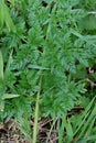 Hemlock - Conium maculatum, Norfolk, England, UK