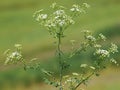 Hemlock or poison hemlock, Conium maculatum