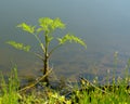 Hemlock or poison hemlock blooming, Conium maculatum