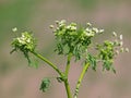 Hemlock or poison hemlock, Conium maculatum