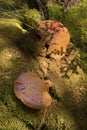 Hemlock reishi mushrooms with brown spores, Sunapee, New Hampshire.