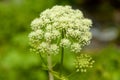 Hemlock Royalty Free Stock Photo