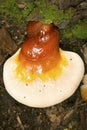 Hemlock varnish fungus on stump at Valley Falls Park, Connecticut