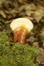 Hemlock varnish shelf fungus in Penwood State Park, Bloomfield,