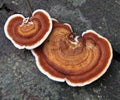 Hemlock Varnish Shelf / Ganoderma tsugae Royalty Free Stock Photo