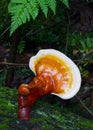 Hemlock Varnish Shelf Mushroom