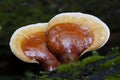 Hemlock Varnish Shelf mushrooms, Ganoderma tsugae, Adirondack Forest Preserve, New York, USA