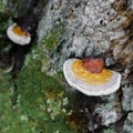 Hemlock Varnish Shelf, very common on Eastern Hemlock trees.