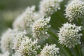 Hemlock water dropwort Oenanthe crocata inflorescence