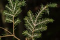 Hemlock Woolly Adelgid Royalty Free Stock Photo