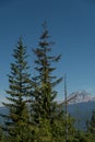 Hemlocks at Squamish viewpoint with Mt Sedqwick in the background