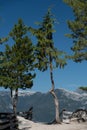 Hemlocks at Squamish viewpoint with Mt Sedqwick in the background