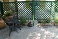 Hemmingway cat in the patio Royalty Free Stock Photo