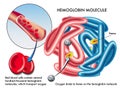 Hemoglobin