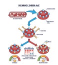 Hemoglobin A1C or HbA1c test for sugar level in bloodstream outline diagram Royalty Free Stock Photo