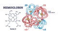 Hemoglobin chemical structure with polypeptide and heme group outline diagram