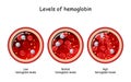 Hemoglobin level. Cross section of blood vessel with red blood cells