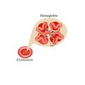 Hemoglobin within red blood cell. Erythrocyte. Hemoglobin. Infographics. Vector Illustration Royalty Free Stock Photo