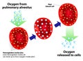 Hemoglobin and respiratory