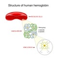 Hemoglobin structure